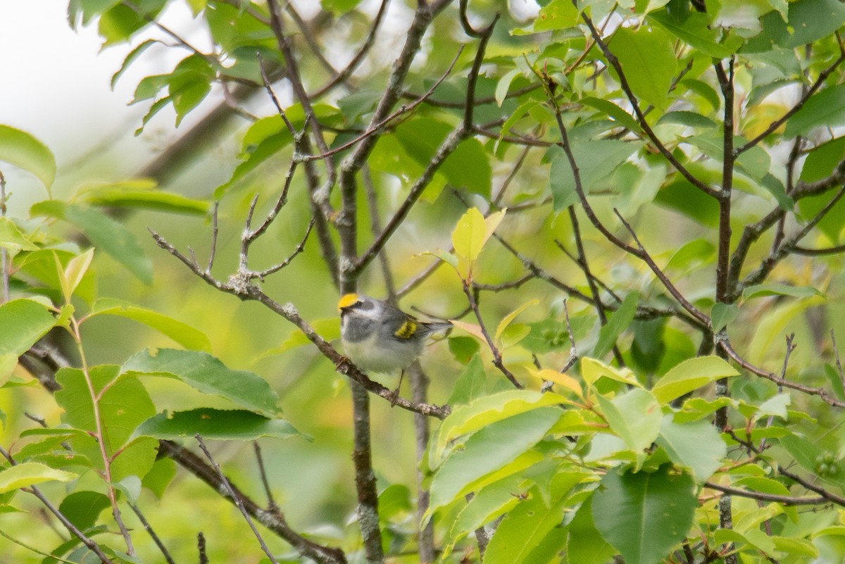 Golden-winged Warbler - ML641092390