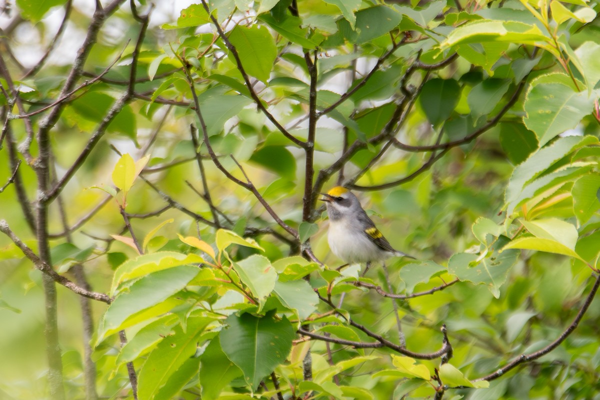 Golden-winged Warbler - ML641092391