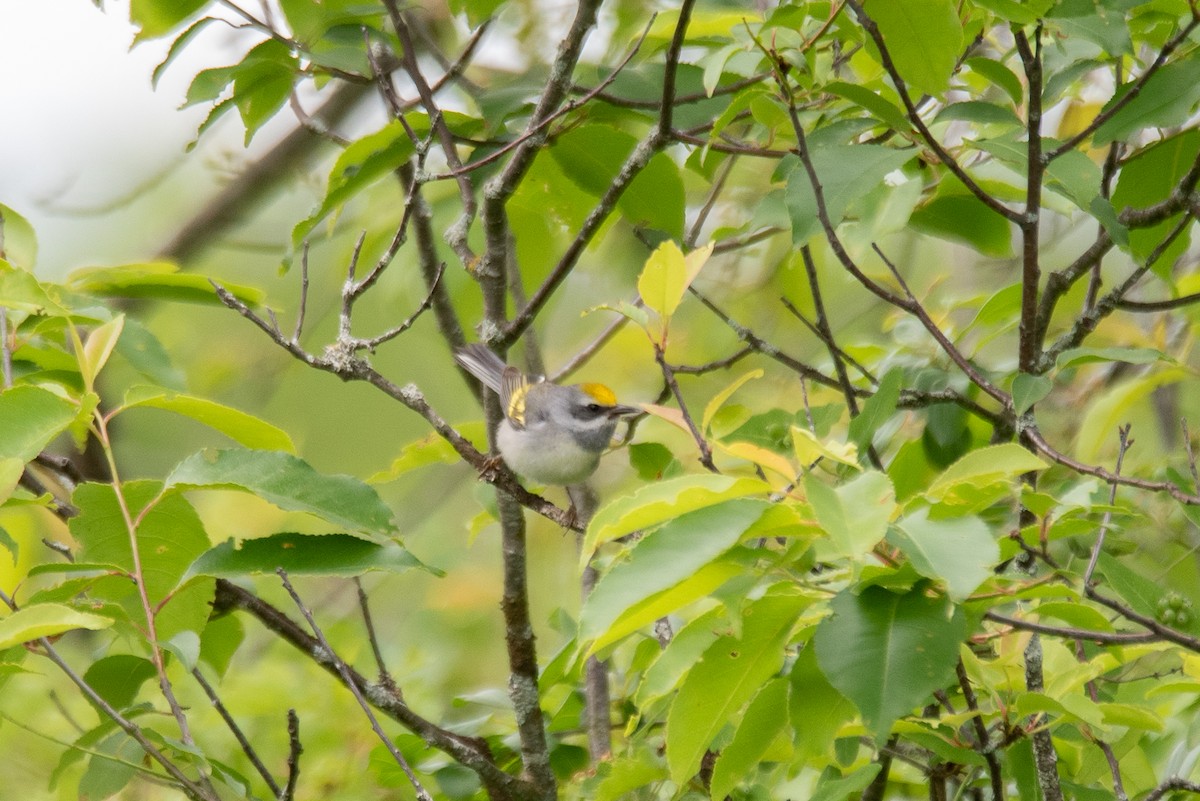 Golden-winged Warbler - ML641092392