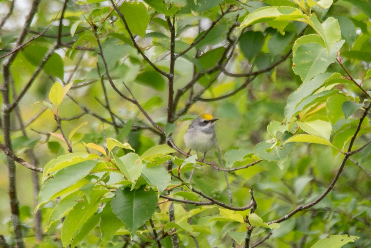 Golden-winged Warbler - ML641092394