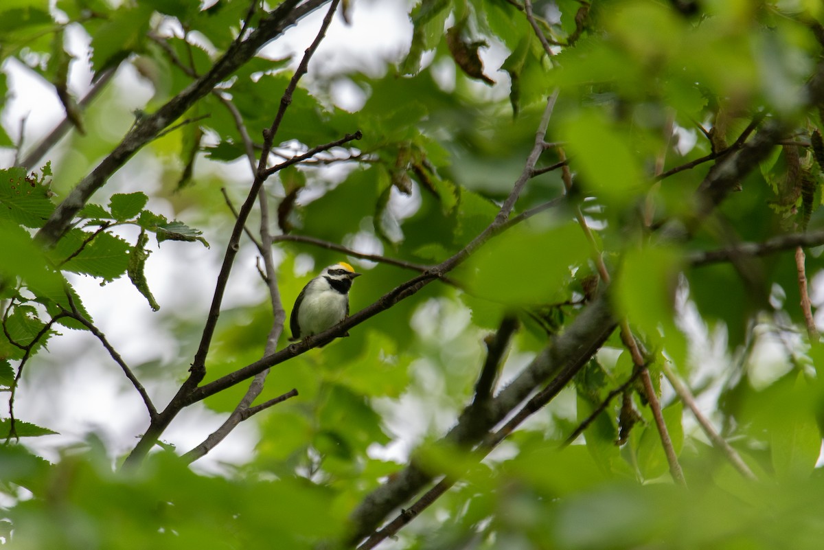 Golden-winged Warbler - ML641092397