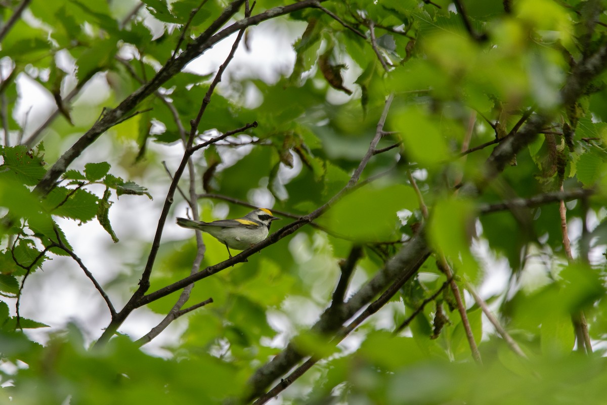 Golden-winged Warbler - ML641092398