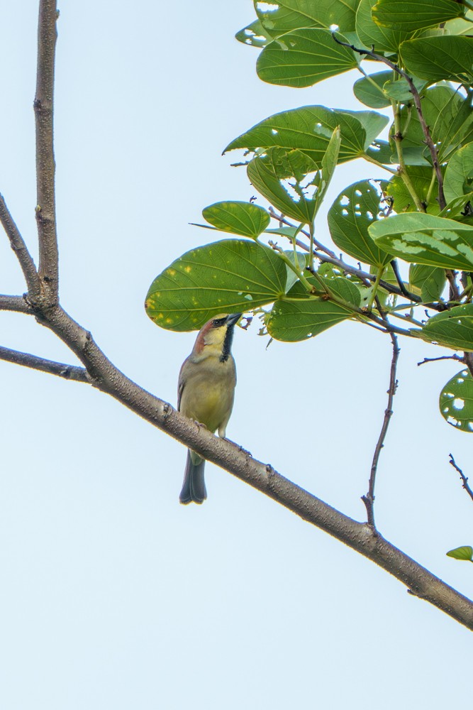 Plain-backed Sparrow - ML641092399