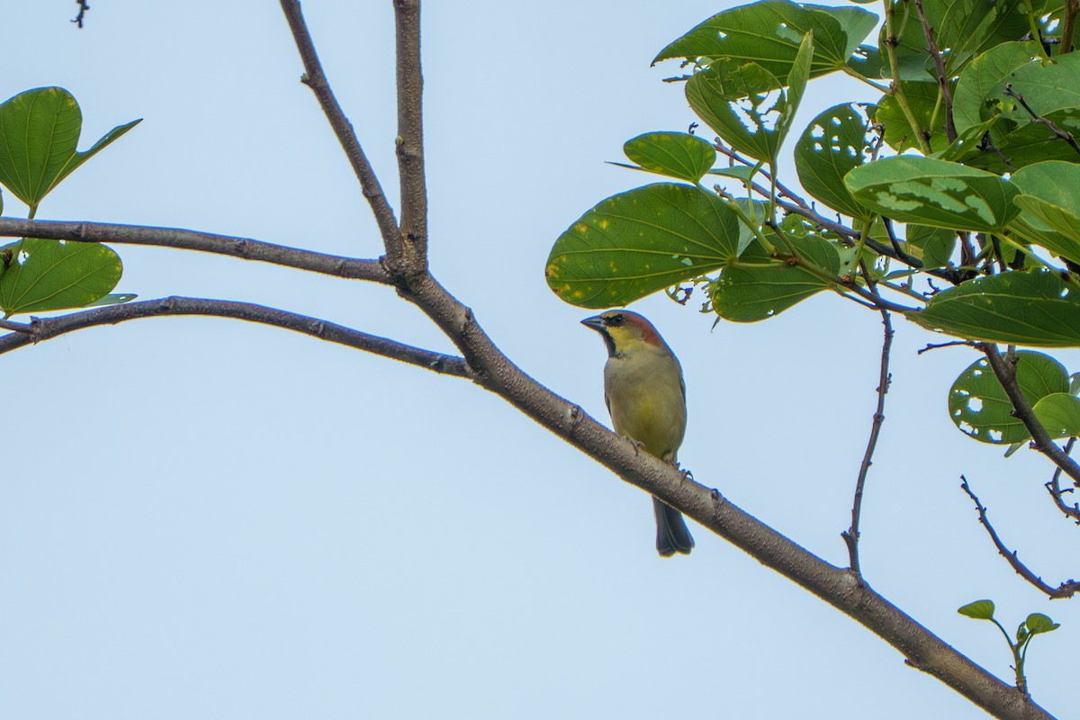 Plain-backed Sparrow - ML641092400