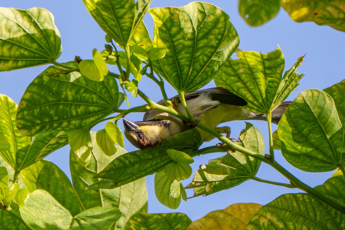 Plain-backed Sparrow - ML641092401
