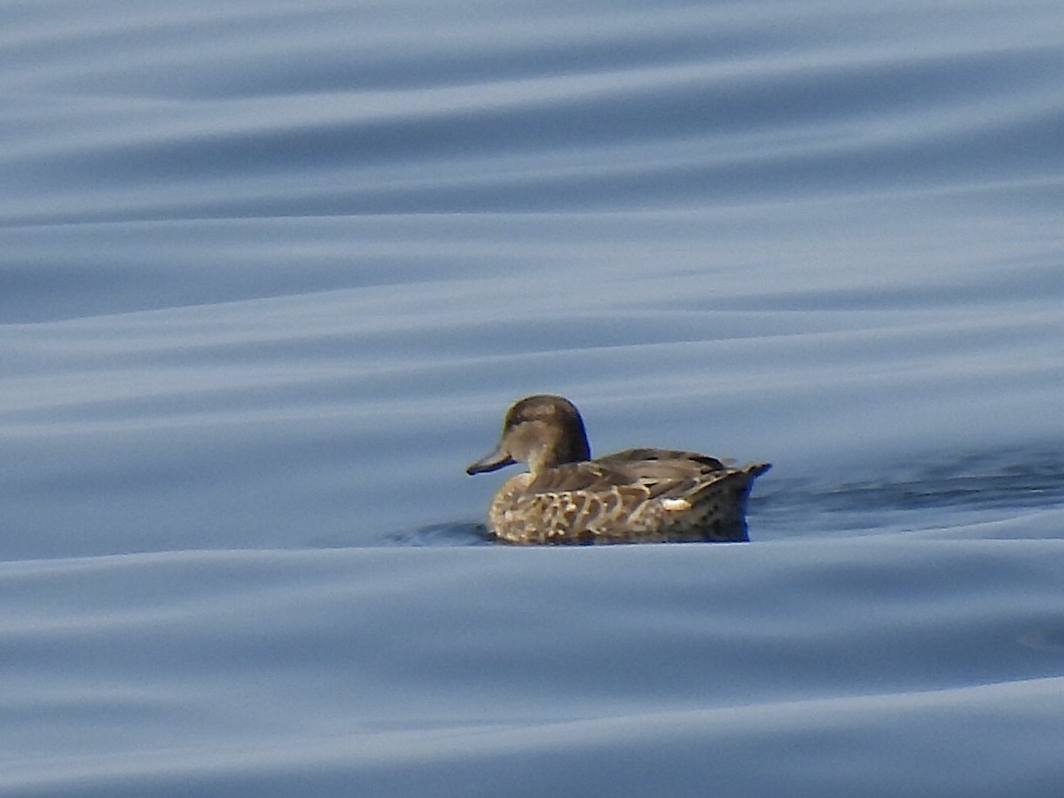 Green-winged Teal - ML641092410