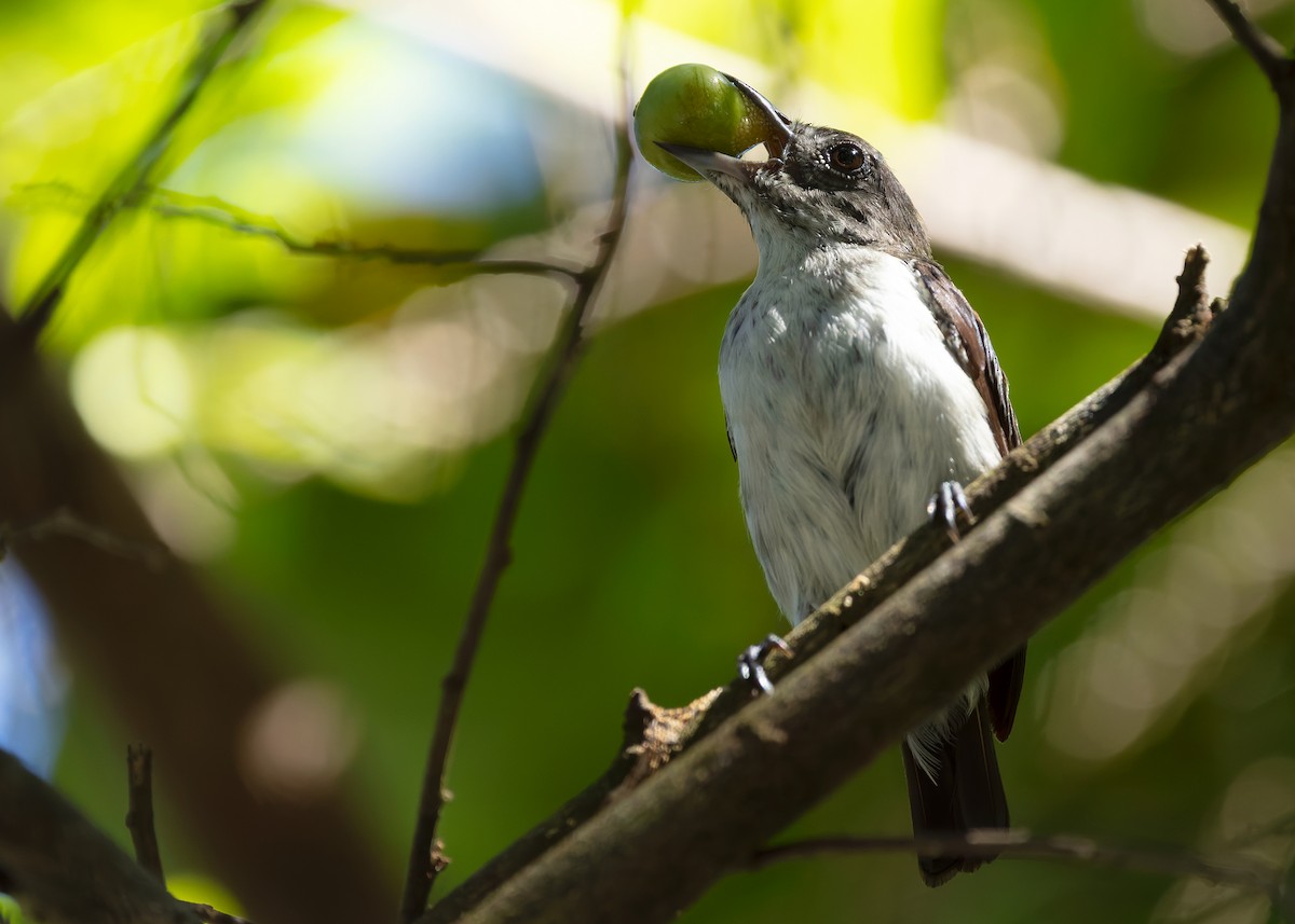 Red-chested Flowerpecker - ML641092433