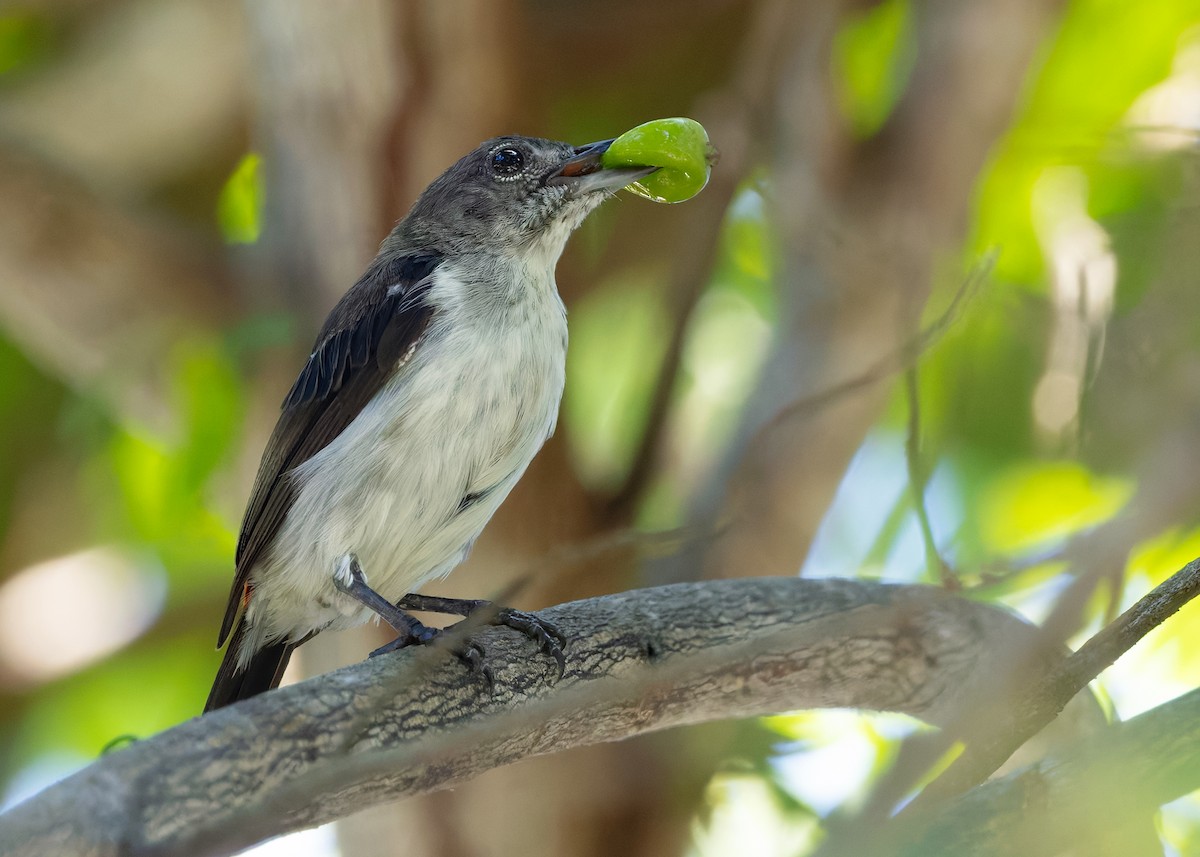 Red-chested Flowerpecker - ML641092434