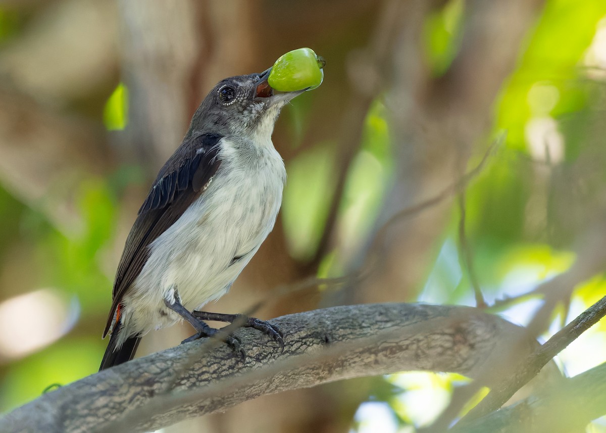 Red-chested Flowerpecker - ML641092435