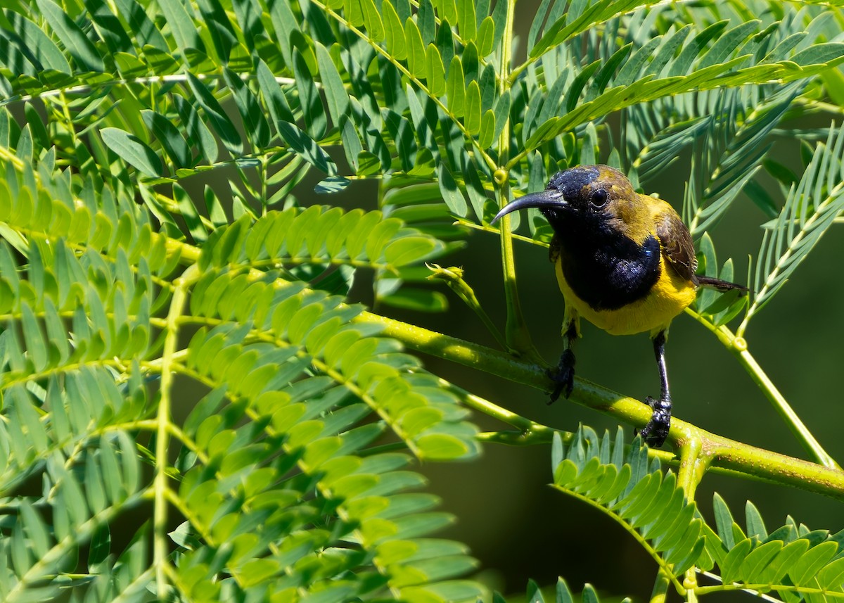 Ornate Sunbird (Ornate) - ML641092442