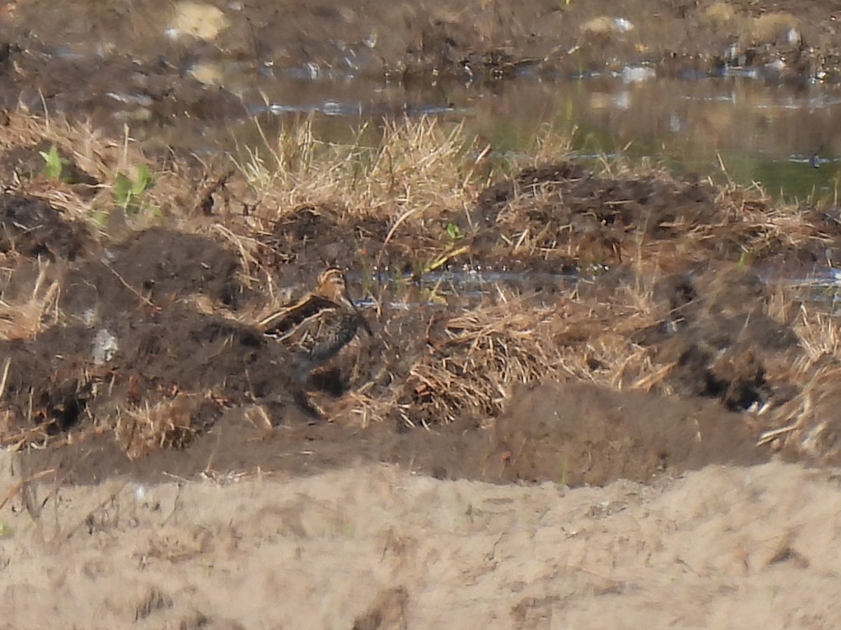 Wilson's Snipe - ML641092450