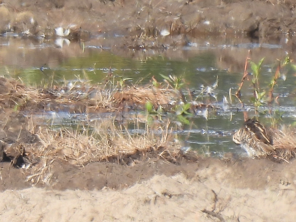 Wilson's Snipe - ML641092451