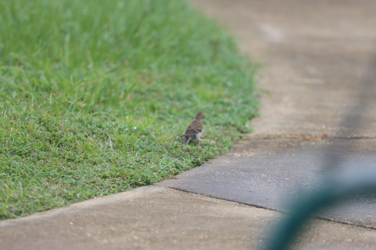 new world warbler sp. - ML641092453