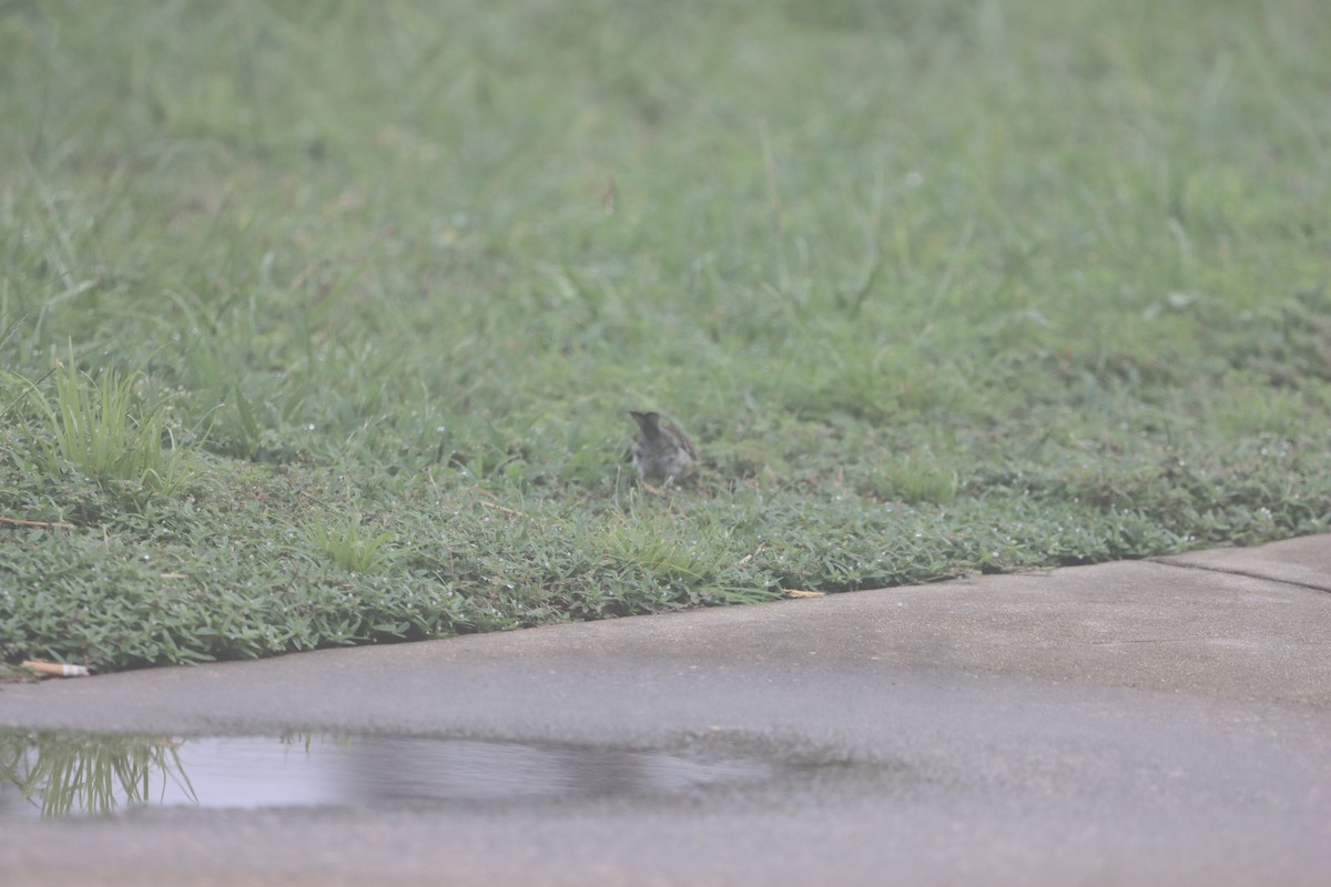 new world warbler sp. - ML641092454