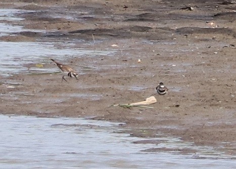Killdeer - ML641092470