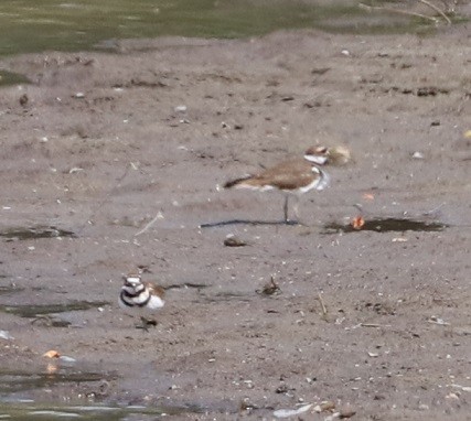 Killdeer - ML641092471