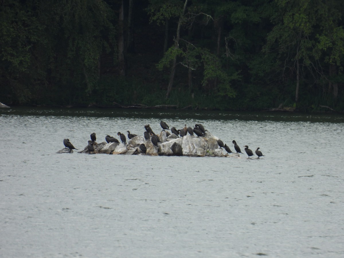 Double-crested Cormorant - ML641092473