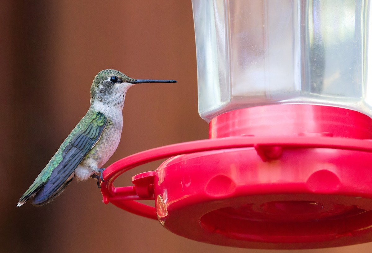 Black-chinned Hummingbird - ML641092500