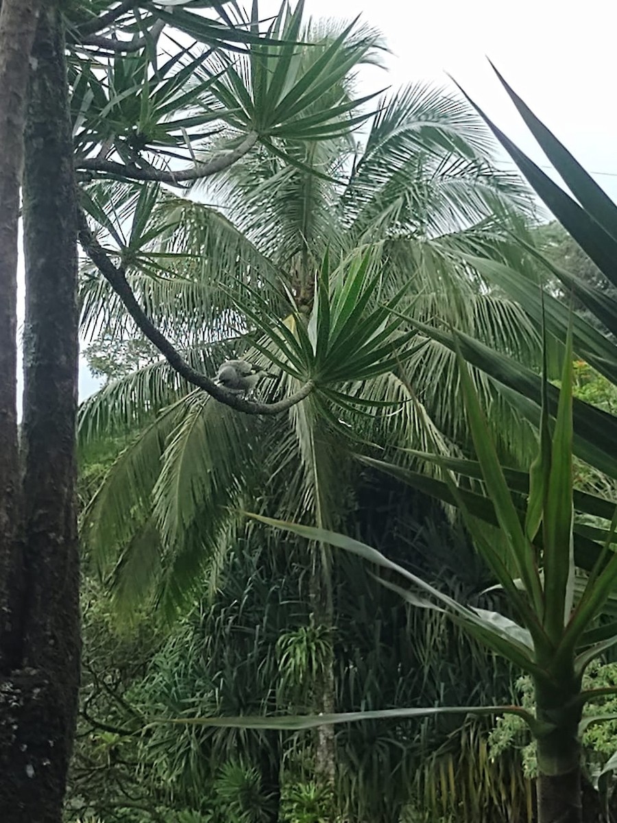 Tangara Aliamarilla - ML641092528