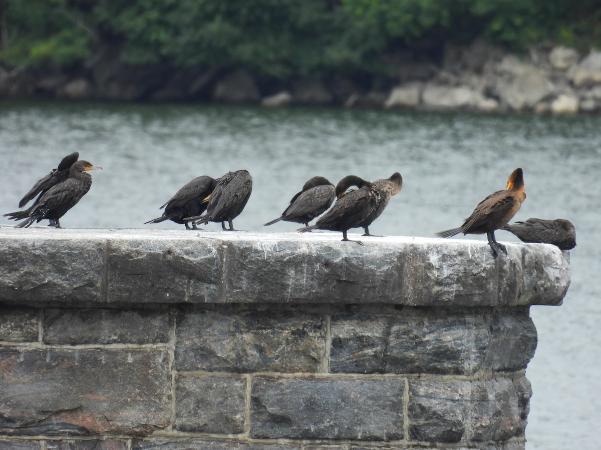 Double-crested Cormorant - ML641092541