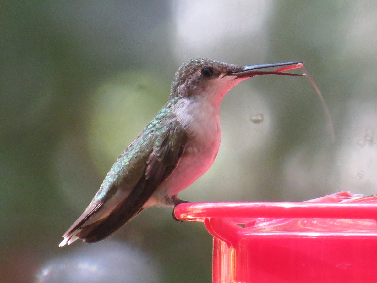 Ruby-throated Hummingbird - ML641092548