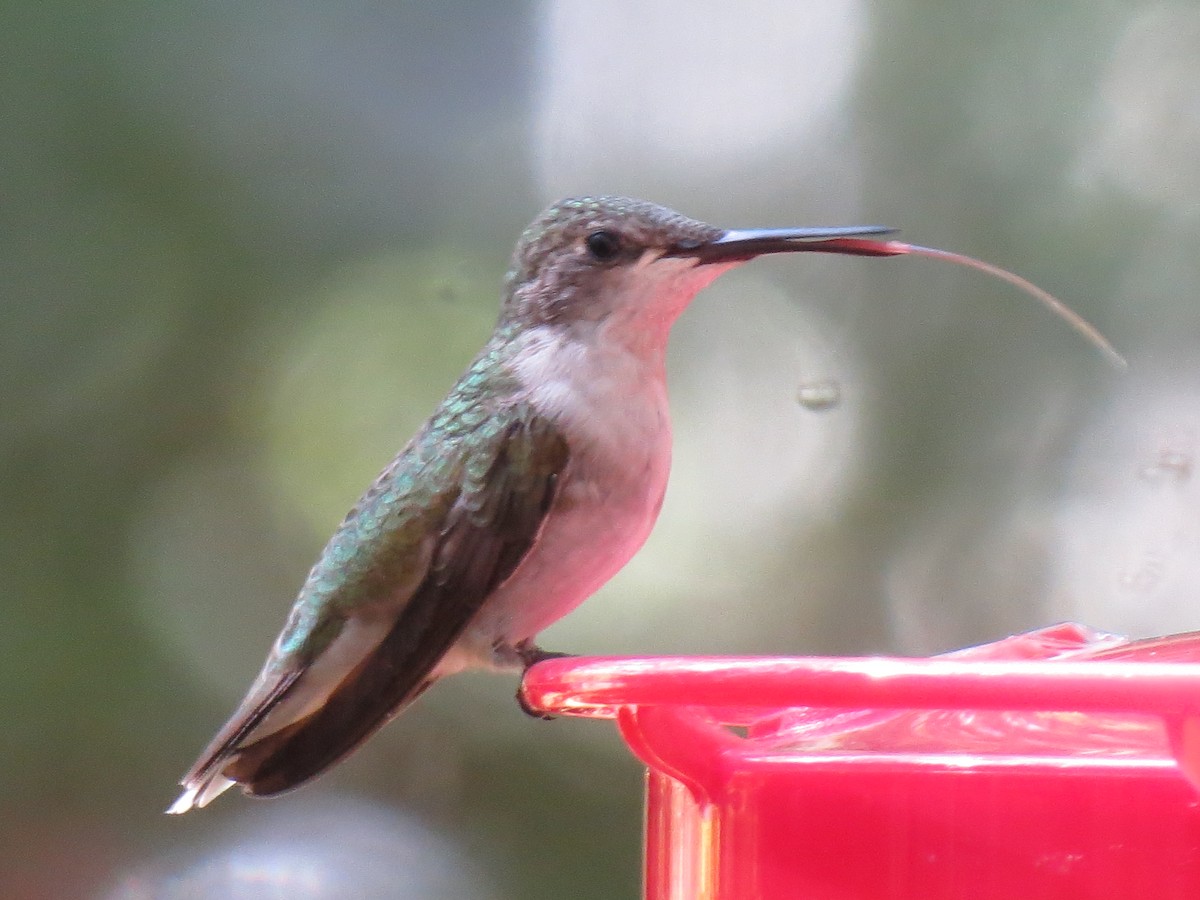 Ruby-throated Hummingbird - ML641092549