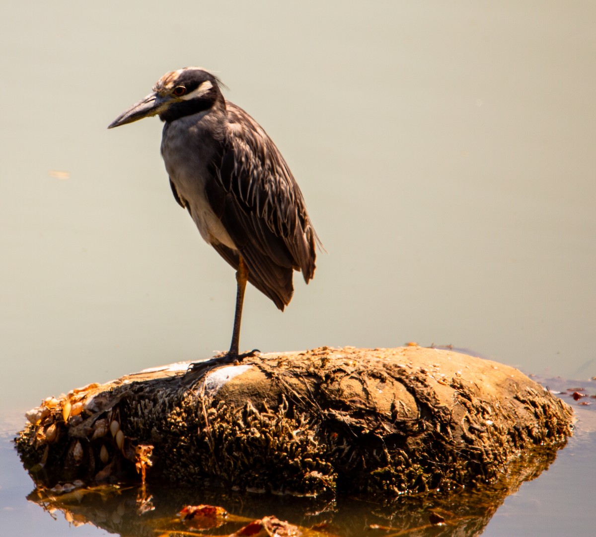 Yellow-crowned Night Heron - ML641092569