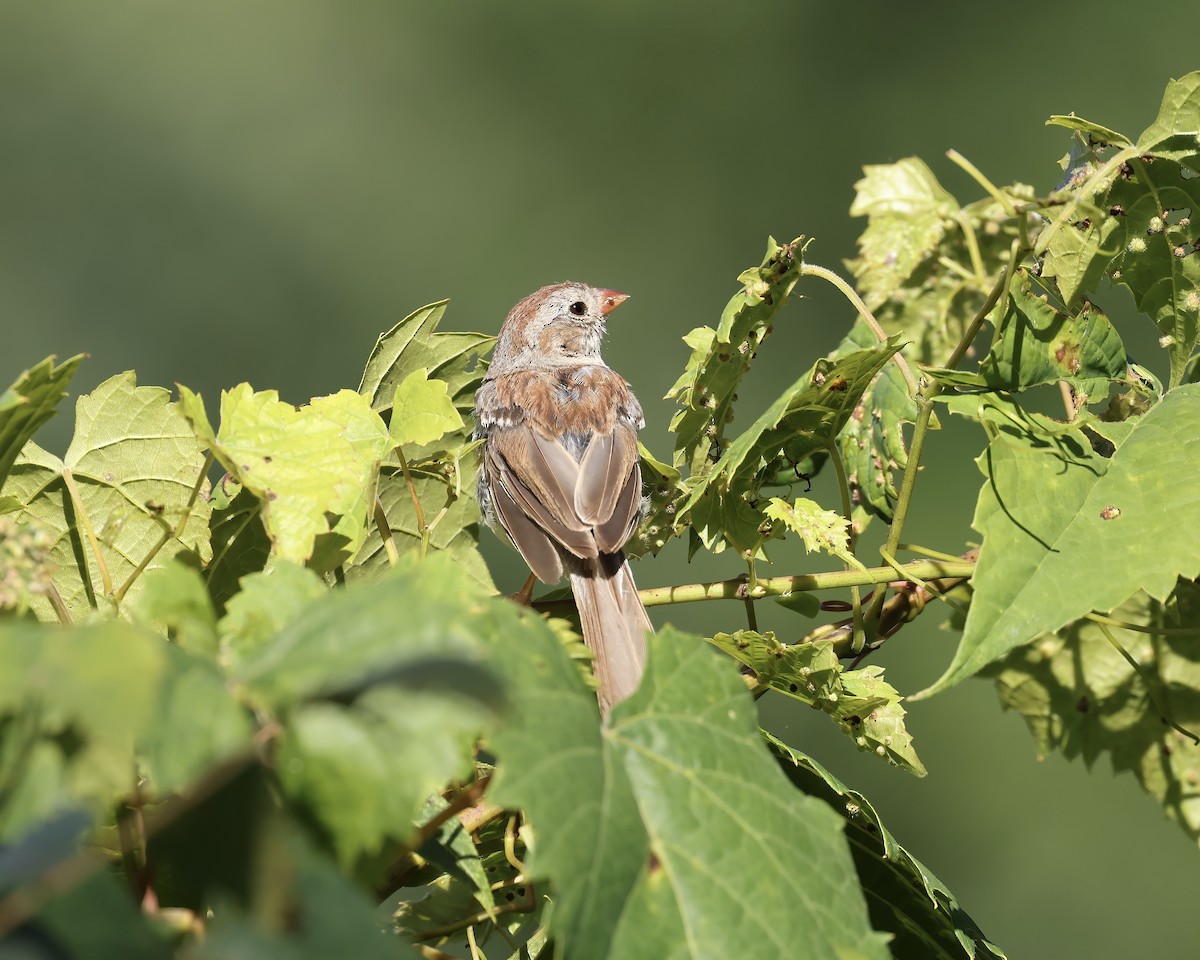 Field Sparrow - ML641092570