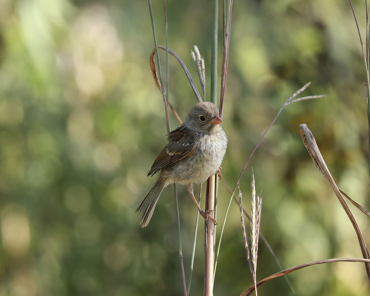 Field Sparrow - ML641092571