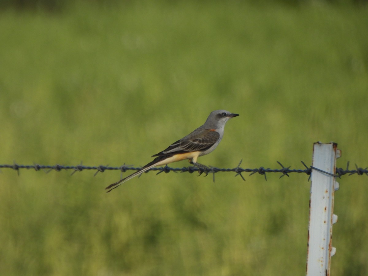 Scissor-tailed Flycatcher - ML641092584