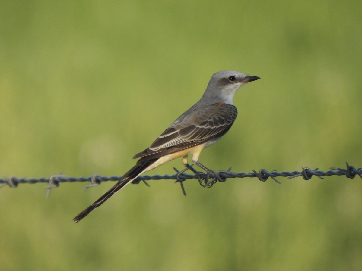 Scissor-tailed Flycatcher - ML641092597