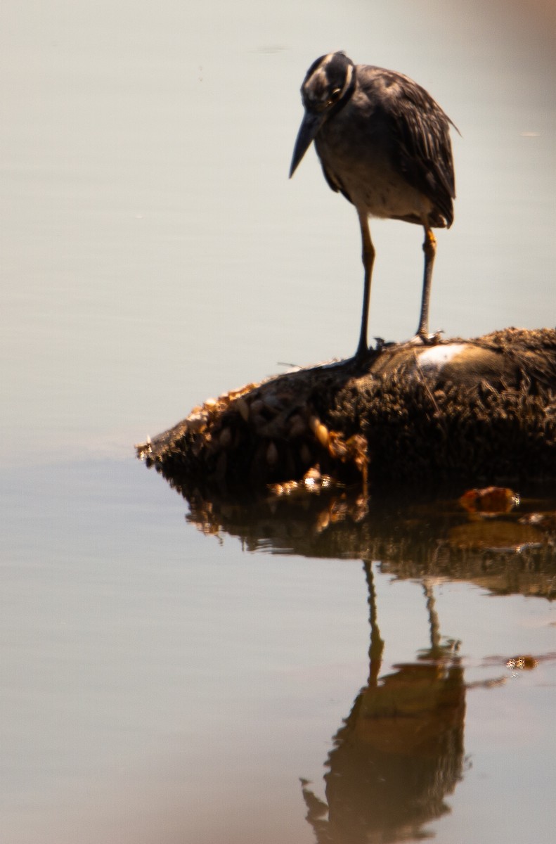 Yellow-crowned Night Heron - ML641092601