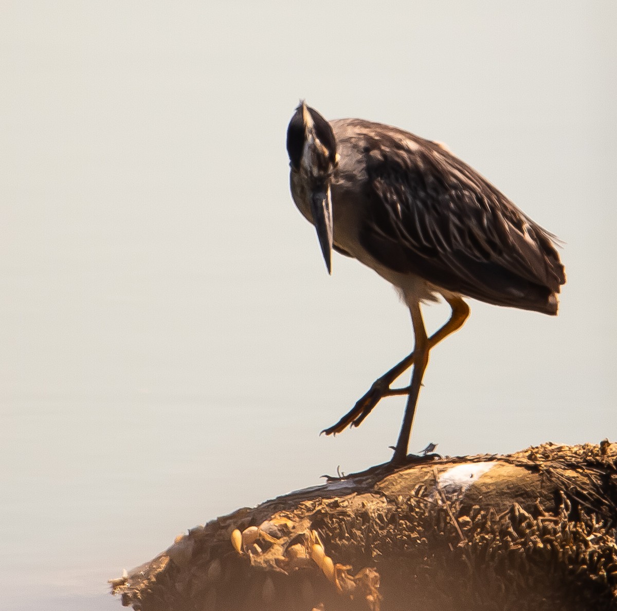 Yellow-crowned Night Heron - ML641092615