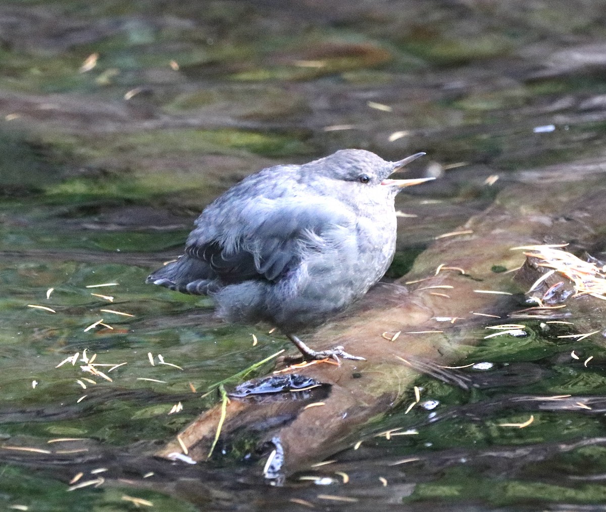 American Dipper - ML641092622