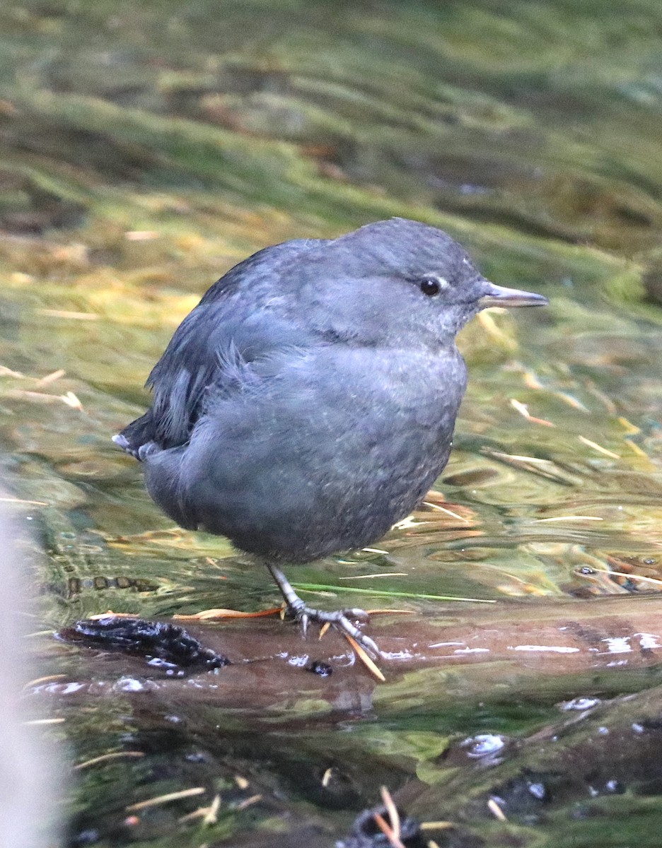 American Dipper - ML641092623