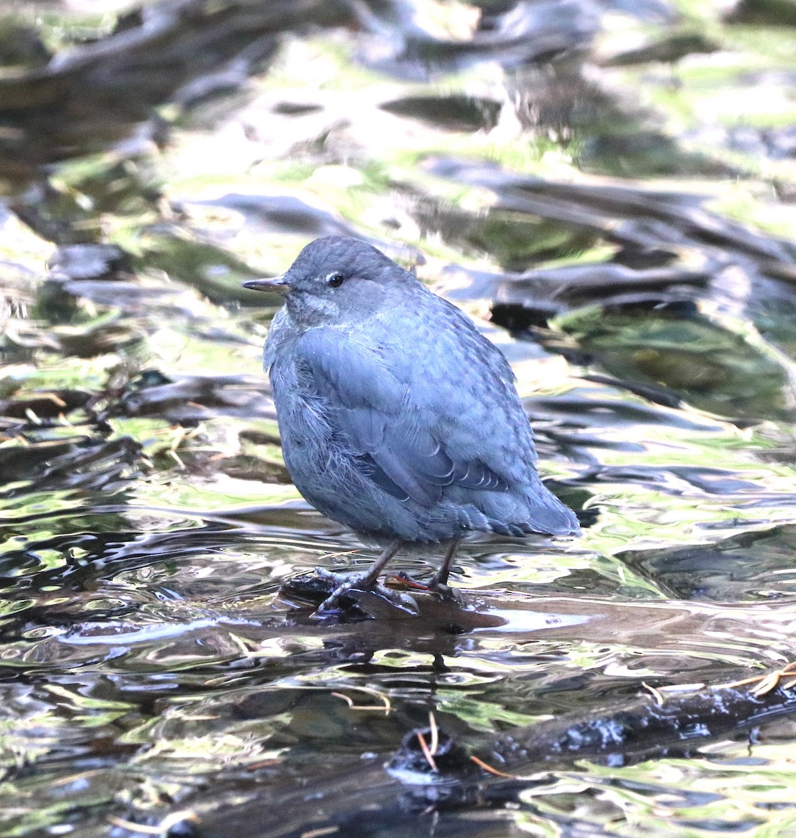 American Dipper - ML641092625