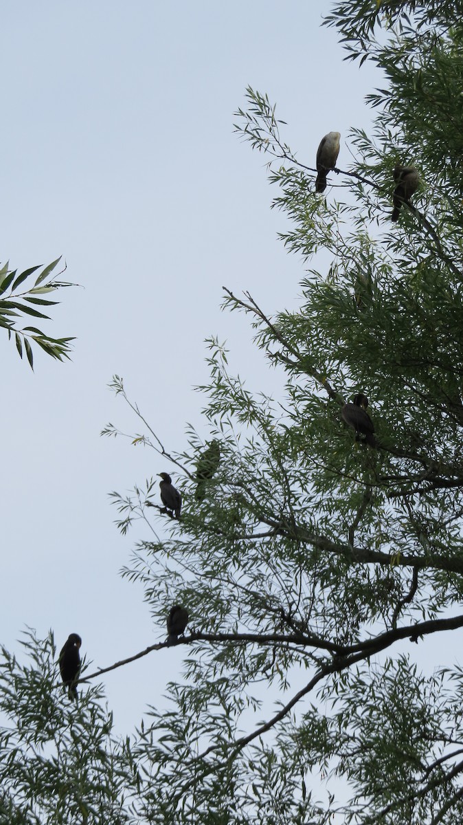 Double-crested Cormorant - ML641092636