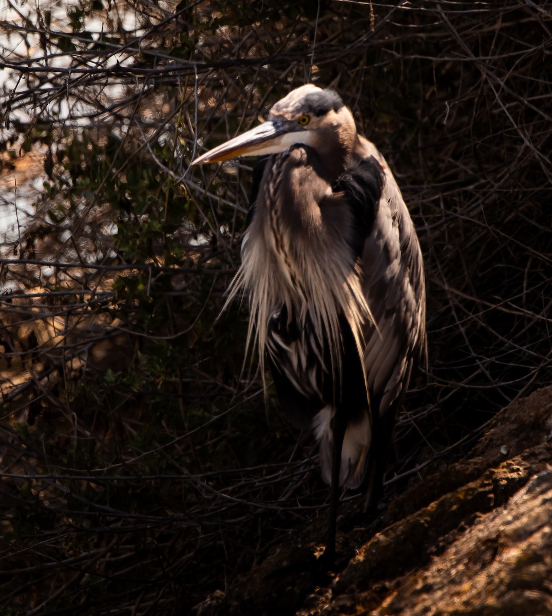 Great Blue Heron - ML641092640
