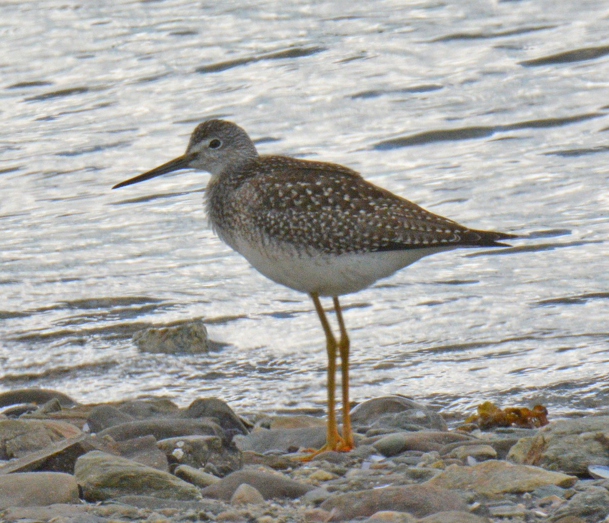 Greater Yellowlegs - ML641092641