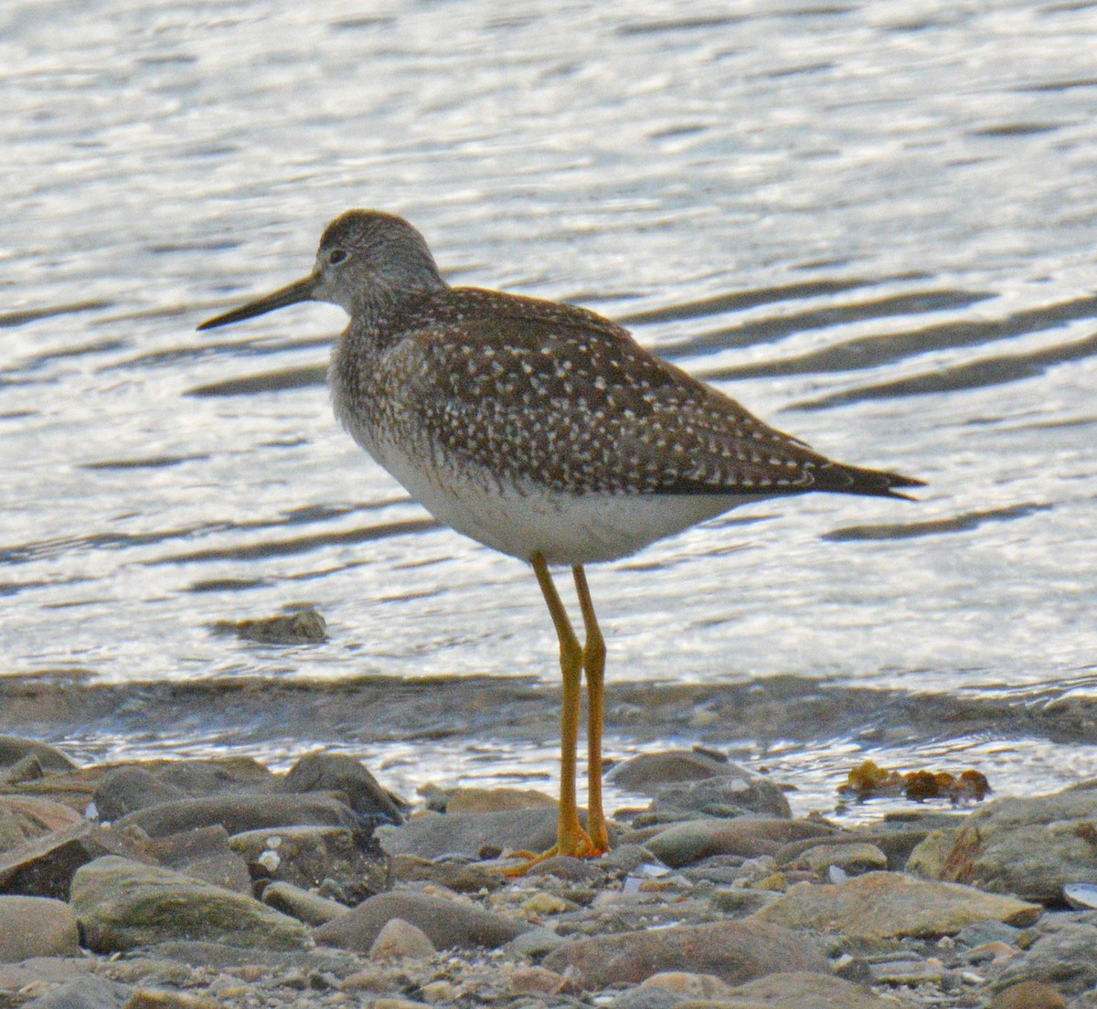 Greater Yellowlegs - ML641092643