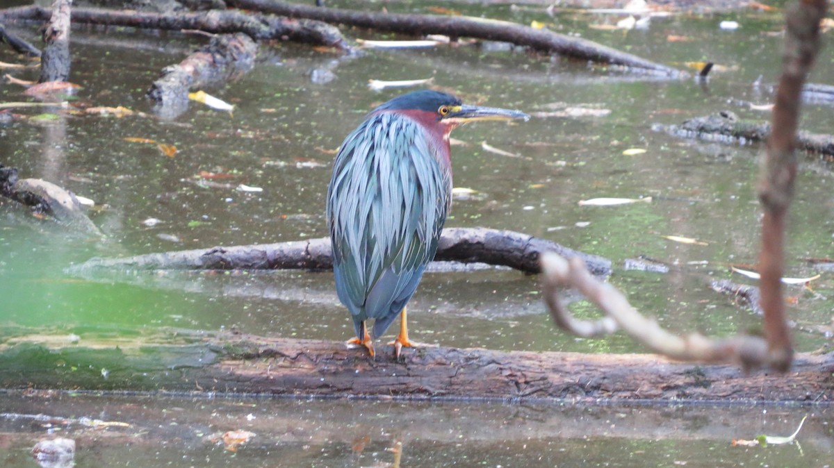 Green Heron - ML641092644