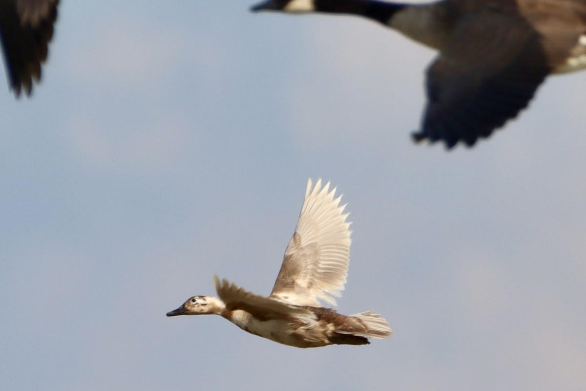 duck sp. - ML641092646