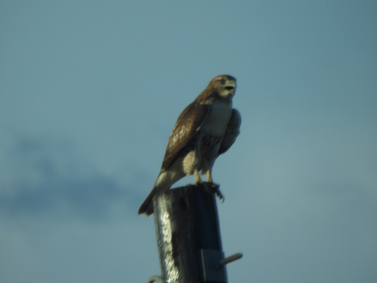 Red-tailed Hawk - ML641092647