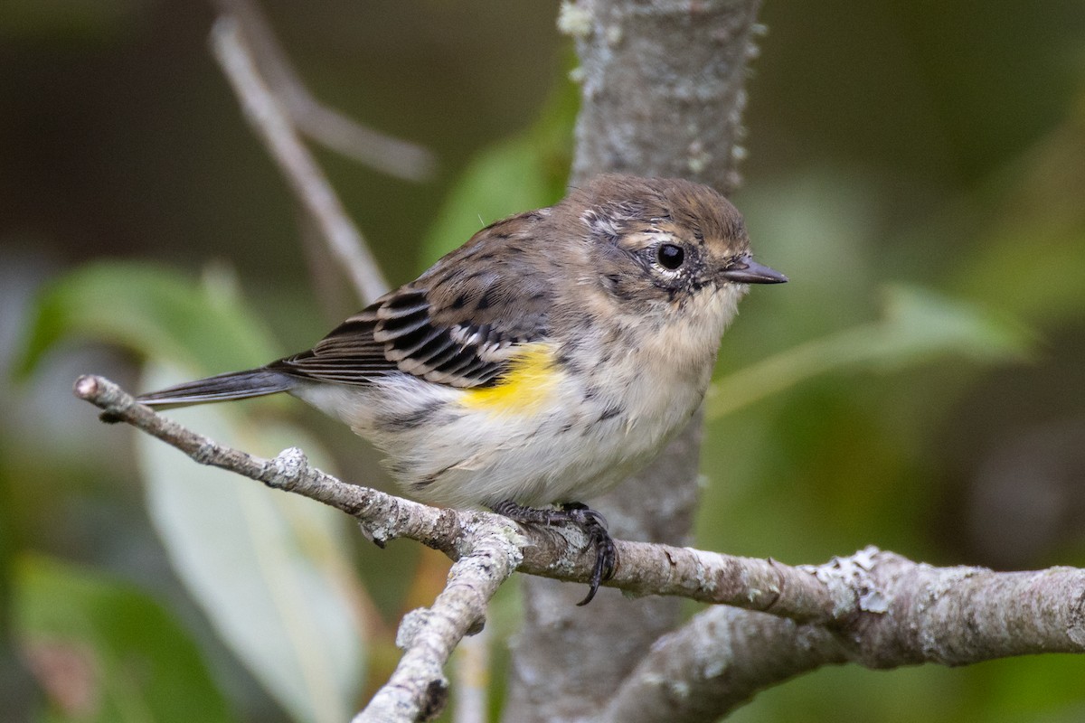 lesňáček žlutoskvrnný (ssp. coronata) - ML641092648