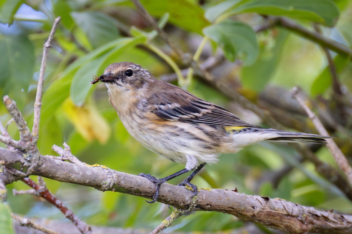 lesňáček žlutoskvrnný (ssp. coronata) - ML641092649