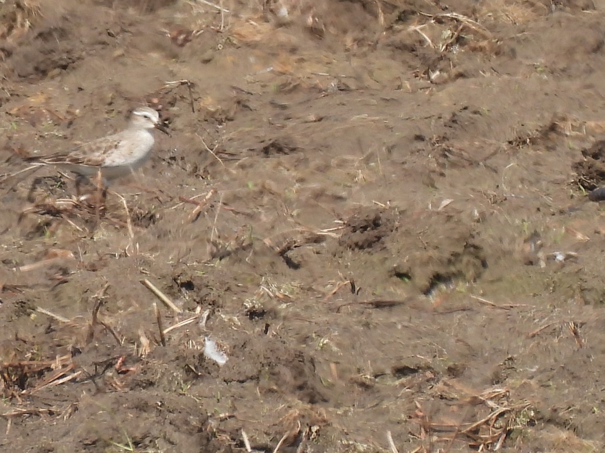 White-rumped Sandpiper - ML641092651
