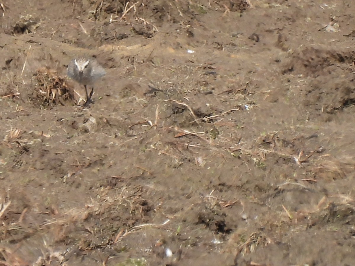 White-rumped Sandpiper - ML641092652