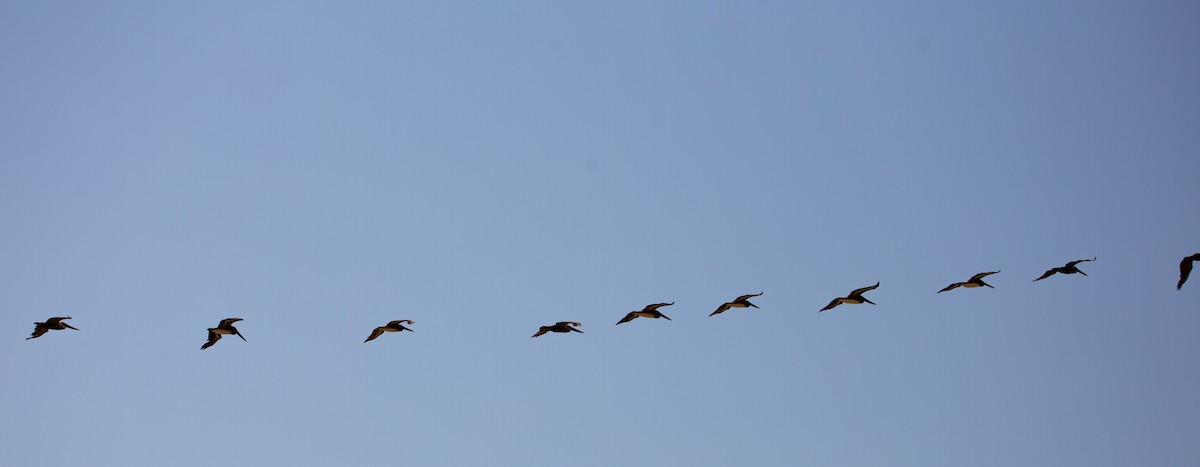 Brown Pelican - ML641092656