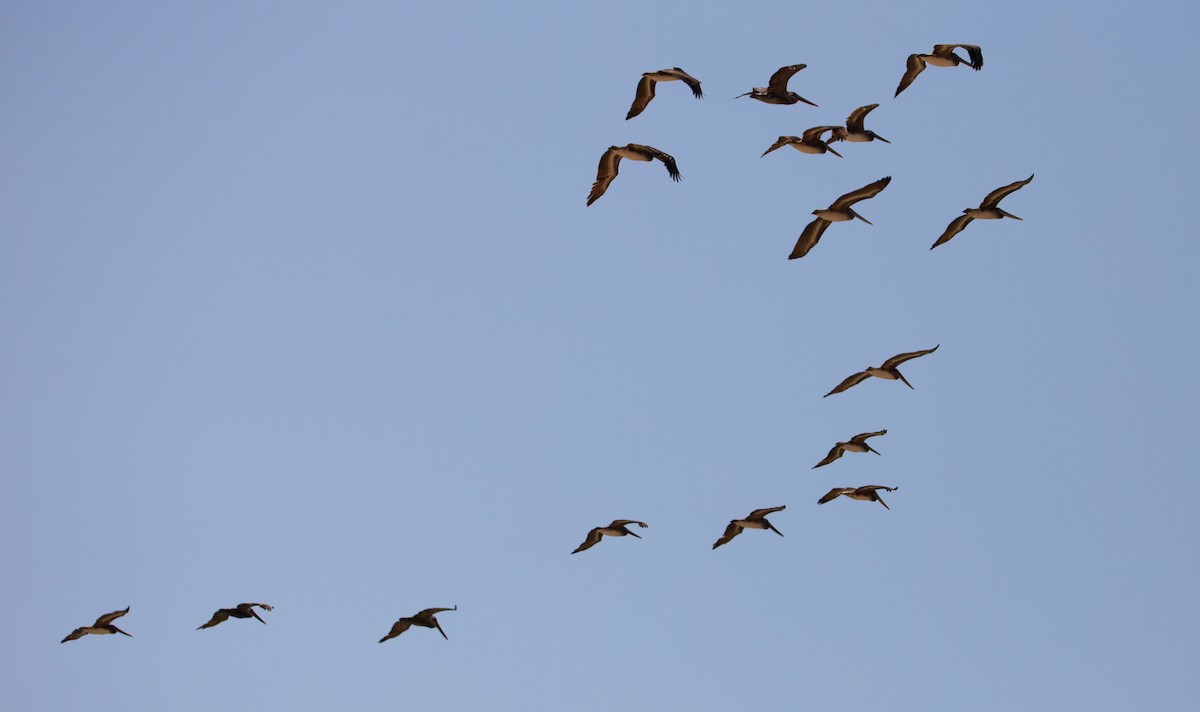 Brown Pelican - ML641092657