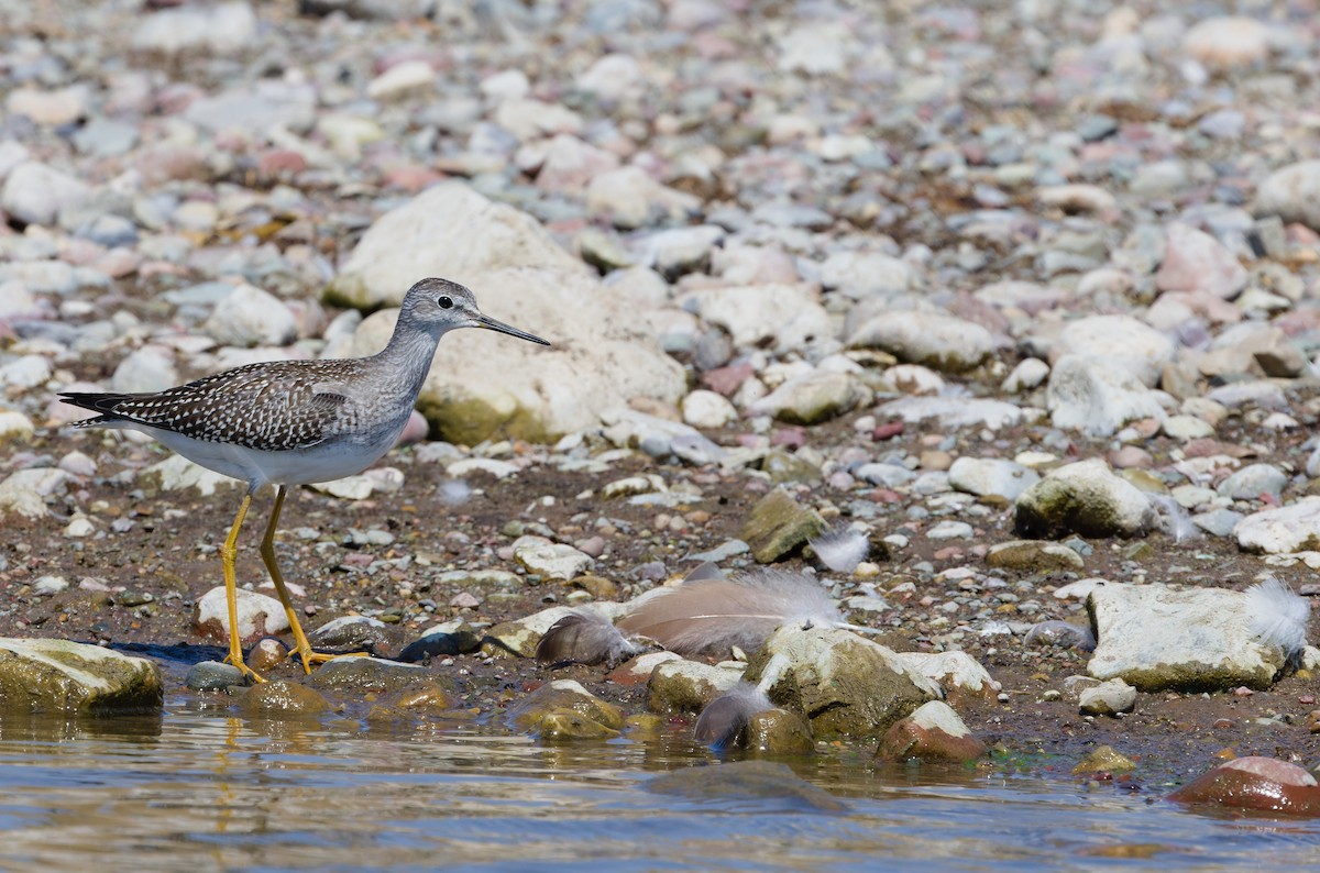 Lesser Yellowlegs - ML641092664